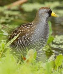 Image result for Porzana carolina