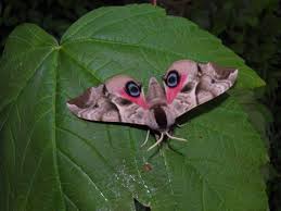 Attēlu rezultāti vaicājumam “Smerinthus ocellata”