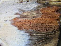 Attēlu rezultāti vaicājumam “Antrodia malicola”