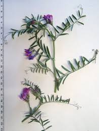 Attēlu rezultāti vaicājumam “Vicia angustifolia”