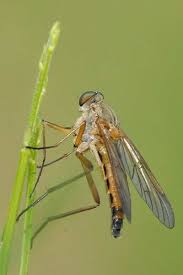 Attēlu rezultāti vaicājumam “Rhynocoris annulatus imago”