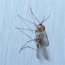 Attēlu rezultāti vaicājumam “Mycetophilidae”