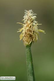 Attēlu rezultāti vaicājumam “Eleocharis palustris”