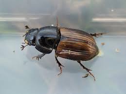 Attēlu rezultāti vaicājumam “Aphodius sp.”