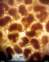 Attēlu rezultāti vaicājumam “Lycogala cf. fossiculatum macro”