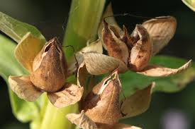 Image result for Fingerhut rot