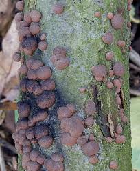 Attēlu rezultāti vaicājumam “Hypoxylon fuscum”