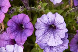 Image result for Petunia hybrida