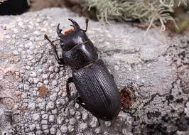 Attēlu rezultāti vaicājumam “Lucanidae”