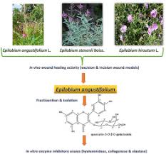 Attēlu rezultāti vaicājumam “Epilobium angustifolium fruit”