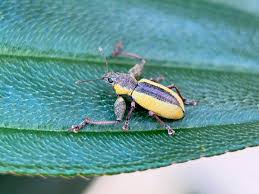 Attēlu rezultāti vaicājumam “Chlorophanus viridis”