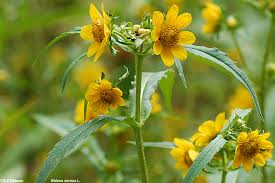 Attēlu rezultāti vaicājumam “Bidens cernua flower”