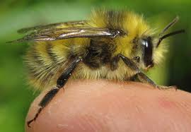 Attēlu rezultāti vaicājumam “Bombus”