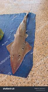 Image result for Rhinobatos rhinobatos