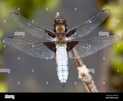 Attēlu rezultāti vaicājumam “Libellula depressa male”