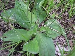 Attēlu rezultāti vaicājumam “Plantago media leaf”