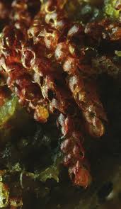 Attēlu rezultāti vaicājumam “Nowellia curvifolia”