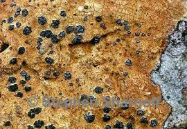 Attēlu rezultāti vaicājumam “Porpidia macrocarpa”