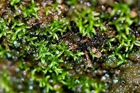 Attēlu rezultāti vaicājumam “Gyroweisia tenuis”