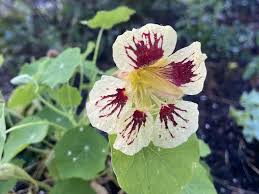 Attēlu rezultāti vaicājumam “Tropaeolum majus bud”