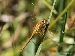 Attēlu rezultāti vaicājumam “Sympetrum flaveolum”
