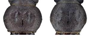 Attēlu rezultāti vaicājumam “Criocephalus rusticus”