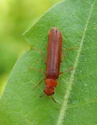 Attēlu rezultāti vaicājumam “Hylecoetus dermestoides”