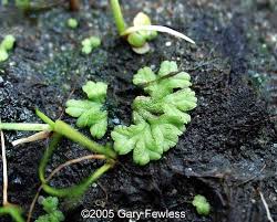 Attēlu rezultāti vaicājumam “Ricciocarpos natans”