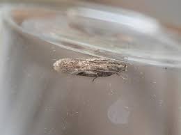 Attēlu rezultāti vaicājumam “Gelechia scotinella”