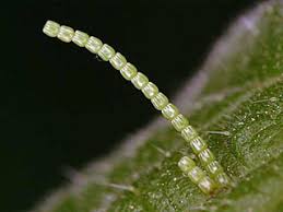 Attēlu rezultāti vaicājumam “Araschnia levana larva”