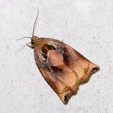 Attēlu rezultāti vaicājumam “Archips podana female”