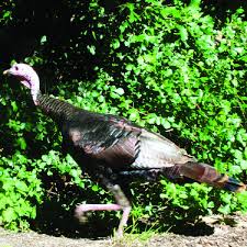 Attēlu rezultāti vaicājumam “Meleagris”