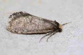 Attēlu rezultāti vaicājumam “Taleporia tubulosa”