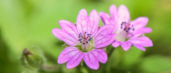 Attēlu rezultāti vaicājumam “Geranium pusillum flower”
