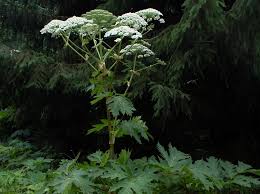 Attēlu rezultāti vaicājumam “Heracleum”