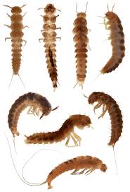 Attēlu rezultāti vaicājumam “Leiodidae larva”