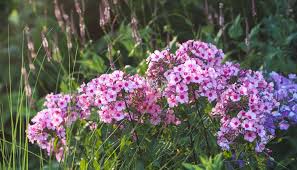 Image result for Phlox (großblumig)