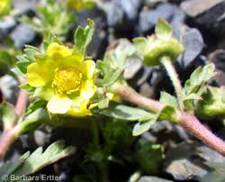 Attēlu rezultāti vaicājumam “Potentilla supina flower”