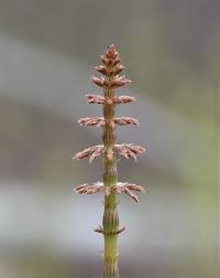 Attēlu rezultāti vaicājumam “Equisetum sylvaticum”