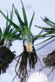 Attēlu rezultāti vaicājumam “Isoetaceae”