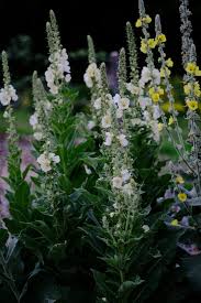 Attēlu rezultāti vaicājumam “Verbascum thapsus flower”