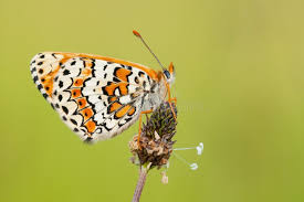 Attēlu rezultāti vaicājumam “Melitaea cinxia”