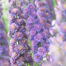 Image result for Rittersporn