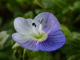 Attēlu rezultāti vaicājumam “Veronica chamaedrys flower”
