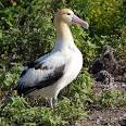 ALBATROSS - Wikipedia, the free encyclopedia