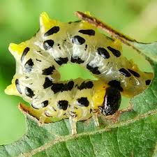 Attēlu rezultāti vaicājumam “Euura brevicornis larva”