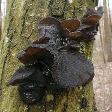 Attēlu rezultāti vaicājumam “Exidia truncata”