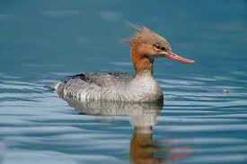 Attēlu rezultāti vaicājumam “Mergus serrator female”