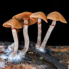 Attēlu rezultāti vaicājumam “Galerina marginata”