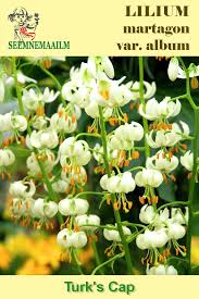 Image result for Lilium martagon Alba
